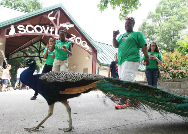 See the many animals at the zoo